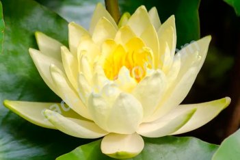 Нимфея Кувшинка Йеллоу Сенсейшен Nymphaea Yellow Sensation