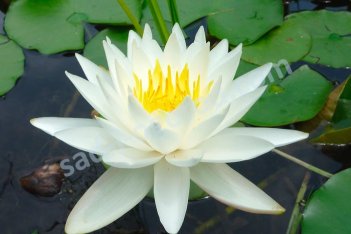 Нимфея / Кувшинка душистая Альба Nymphaea odorata Alba