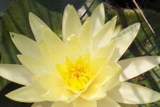 Нимфея Кувшинка Сульфуреа Nymphaea Sulphurea