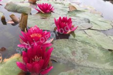 Нимфея Кувшинка Эскарбукль Nymphaea Escarboucle