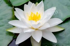 Нимфея Кувшинка Гладстониана Nymphaea Gladstoniana