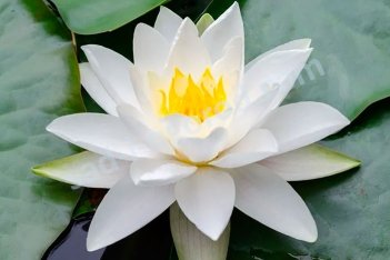 Нимфея Кувшинка Гладстониана Nymphaea Gladstoniana