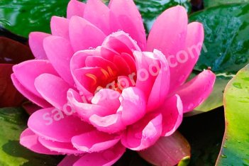 Нимфея Кувшинка Фаер Опал Nymphaea Fire Opal