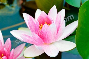 Нимфея Кувшинка Чарльз де Мервиль Nymphaea Charles de Meurville