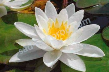 Нимфея Кувшинка Марлиака Альбида Nymphaea Marliacea Albida