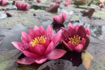 Нимфея Кувшинка Рубра Пунктата Nymphaea Rubra Punctata
