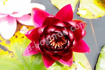 Нимфея Кувшинка Бургунди Принцесс Nymphaea Burgundy Princess