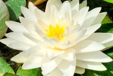 Нимфея Кувшинка Гоннер Nymphaea Gonnere