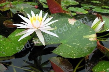 Нимфея Кувшинка Арк-ан-Сьель Nymphaea Arc-en-Сiel