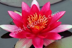 Нимфея Кувшинка Эттрекшн Nymphaea Attraction