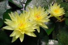 Нимфея Кувшинка Колонэль А.Дж. Уэлч Nymphaea Colonel A.J. Welch