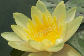 Нимфея / Кувшинка Сиу / Nymphaea Sioux