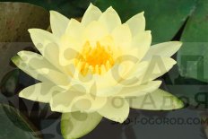 Нимфея Кувшинка Джой Томоцик Nymphaea Joey Tomocik