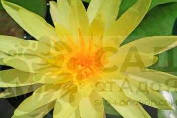 Нимфея Кувшинка Джой Томоцик Nymphaea Joey Tomocik