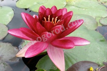 Нимфея Кувшинка Алмост Блэк Nymphaea Perry's Almost Black