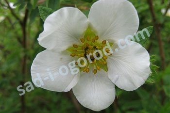Лапчатка кустарниковая Сноуфлейк Potentilla fruticosa Snowflake