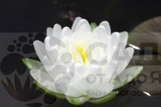 Нимфея Кувшинка Белая 1000 лепестков Nymphaea White 1000 Petals