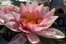 Нимфея Кувшинка Левиафан Nymphaea Leviathan