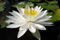 Нимфея Кувшинка Лебединое озеро Nymphaea Lac des Cygnes