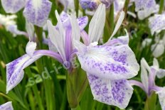 Ирис гладкий Моттлед Бьюти Iris laevigata Mottled Beauty