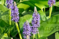 Понтедерия сердцелистная Pontederia Cordata