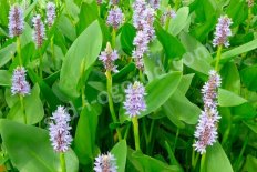 Понтедерия сердцелистная Pontederia Cordata