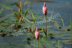Горец земноводный Polygonum amphibium