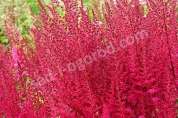 Астильба Майти Чоколат Черри Astilbe hybrida Mighty Chocolate Cherry