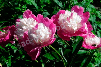 Пион молочноцветковый Санте Фе Paeonia Lactiflora Santa Fay