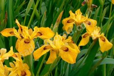 Ирис Рой Девидсон Iris pseudacorus Roy Davidson