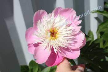 Пион молочноцветковый Диннер Плейт Paeonia lactiflora Dinner Plate