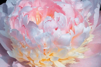 Пион молочноцветковый Эденс парфюм Paeonia lactiflora Eden`s perfume