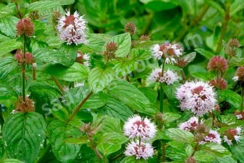 Мята водная Mentha aquatica