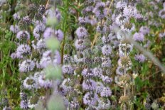 Мята болотная Mentha pulegium