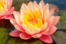 Нимфея Кувшинка Перрис Орандж Сансет Nymphaea Perry's Orange Sunset