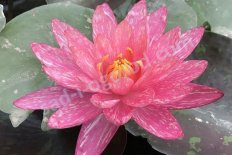 Нимфея Кувшинка Ванвиза Nymphaea Wanvisa