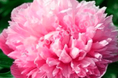 Пион лекарственный Мутабилис Плена Paeonia officinalis Mutabilis Plena