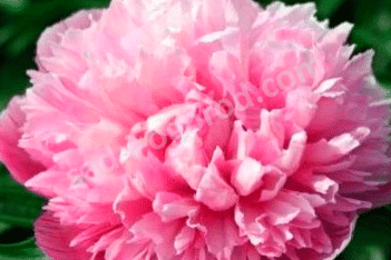 Пион лекарственный Мутабилис Плена Paeonia officinalis Mutabilis Plena