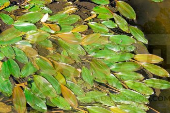 Рдест плавающий Potamogeton natans