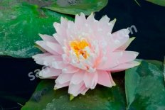 Нимфея Кувшинка Глуар де Тампль сюр Ло Nymphaea Gloire du Temple-sur-Lot