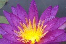 Нимфея Кувшинка Виолишес Nymphaea Violicious