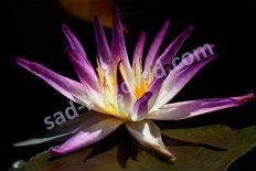 Нимфея кувшинка Фиолетовая стрекоза Nymphaea Purple Damselfly