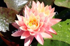 Нимфея Кувшинка Завораживающая красотой Nymphaea Haunting Beauty