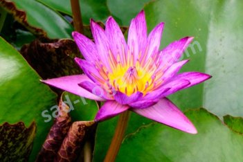 Нимфея Кувшинка Линдсей Вудс Nymphaea Lindsey Woods