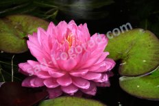 Нимфея Кувшинка Фуксия Пом Пом Nymphaea Fuchsia Pom Pom