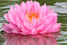 Нимфея / Кувшинка Пинк Пом Пом Nymphaea Pink Pom Pom