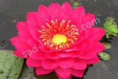 Нимфея Кувшинка Разберри Nymphaea Razzberry