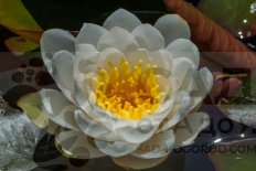 Нимфея Кувшинка Каролиниана Нивея Nymphaea Caroliniana Nivea