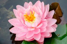 Нимфея Кувшинка Лили Понс Nymphaea Lily Pons