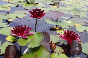 Нимфея Кувшинка Блэк Принцесс Nymphaea Black Princess